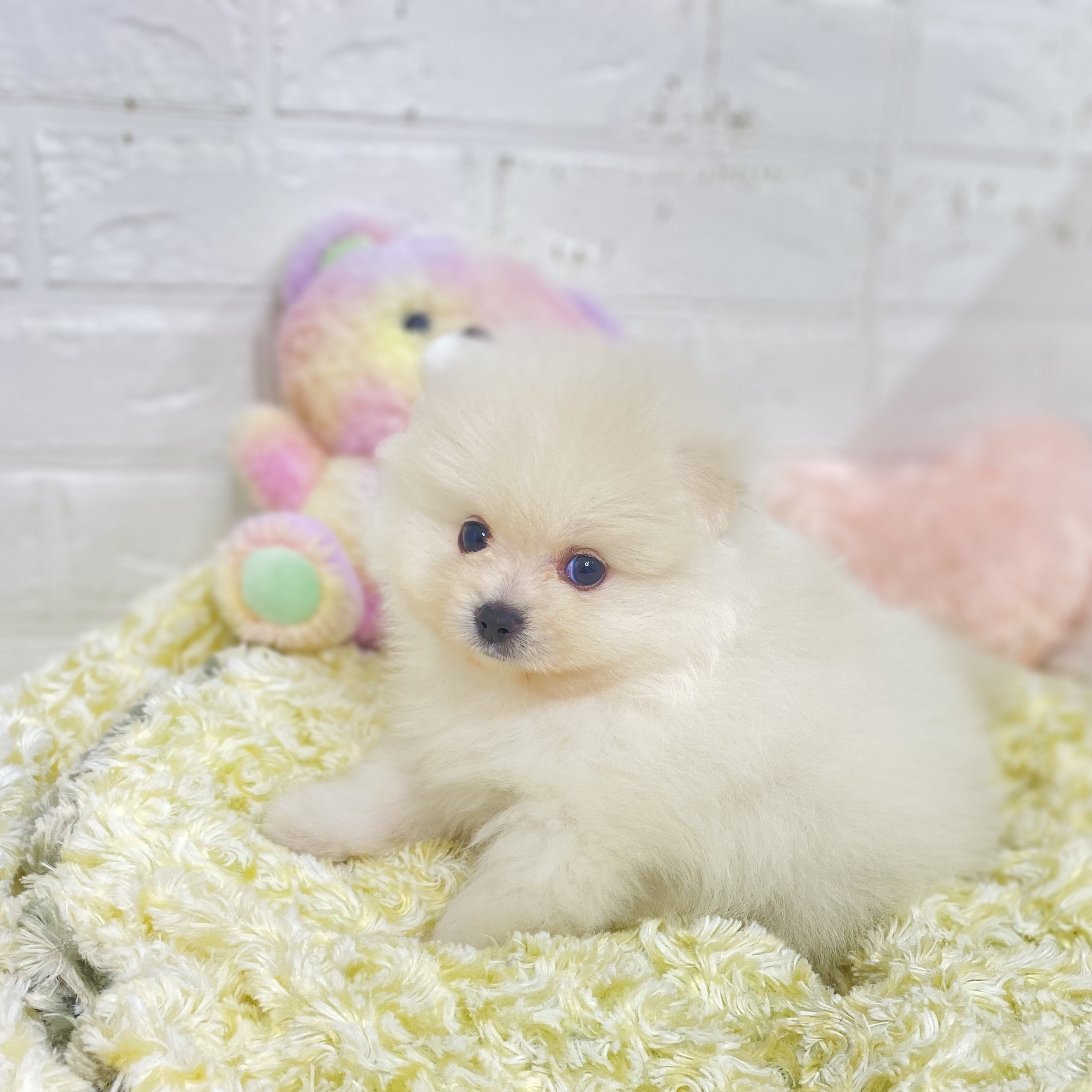 長野県のポメラニアン (犬の家＆猫の里長野店/2025年6月30日生まれ/男の子/クリーム)の子犬の4枚目の画像