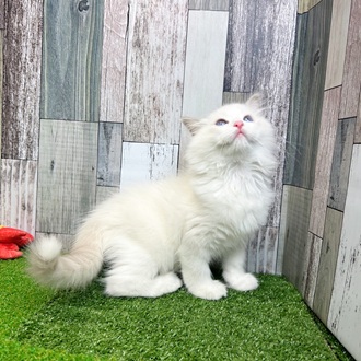 静岡県のラグドール (犬の家＆猫の里マークイズ静岡店/2025年6月25日生まれ/男の子/ブルーポイントバイカラー)の子猫の4枚目の画像