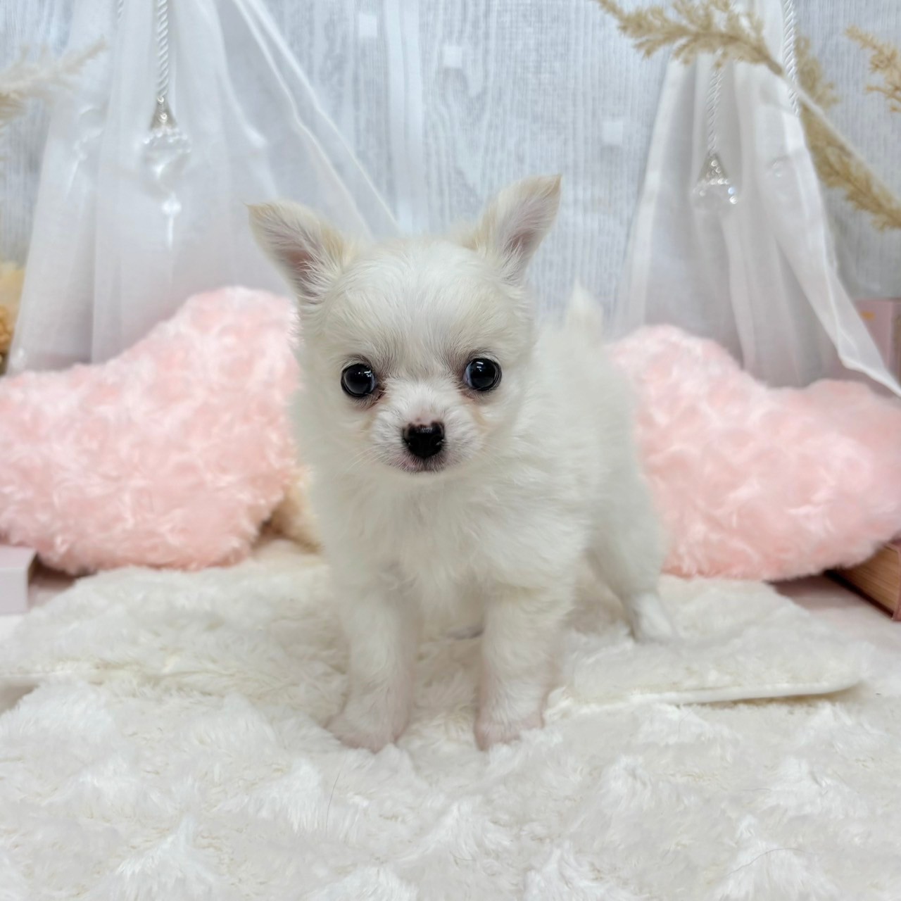 神奈川県のチワワ(ロング) (犬の家＆猫の里相模原店/2025年6月29日生まれ/男の子/ホワイトクリーム)の子犬の4枚目の画像