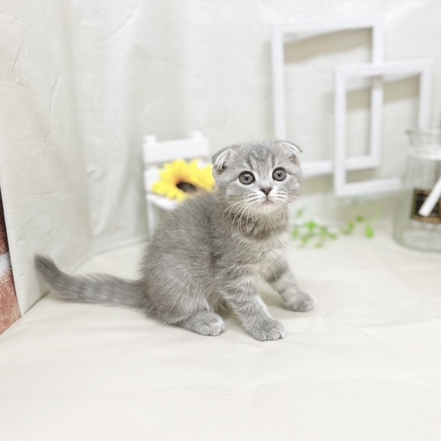 静岡県のスコティッシュフォールド (犬の家＆猫の里藤枝店/2025年6月30日生まれ/男の子/ブルータビー)の子猫の4枚目の画像