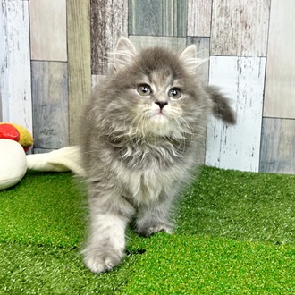 静岡県のスコティッシュフォールド (犬の家＆猫の里マークイズ静岡店/2025年6月28日生まれ/女の子/ブルータビー)の子猫の4枚目の画像
