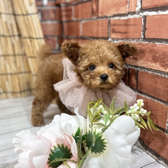 神奈川県のティーカッププードル (犬の家＆猫の里小田原店/2025年6月30日生まれ/男の子/アプリコット)の子犬の4枚目の画像