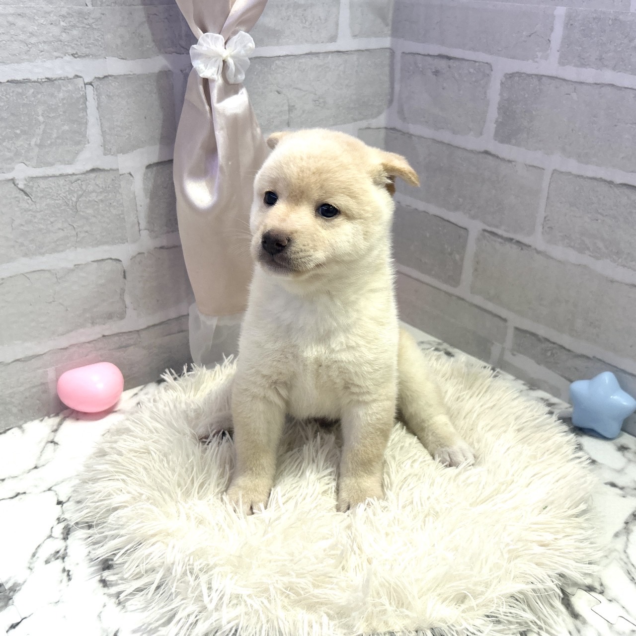 愛知県の柴犬(標準サイズ) (犬の家＆猫の里岡崎店/2025年7月1日生まれ/男の子/白)の子犬の4枚目の画像