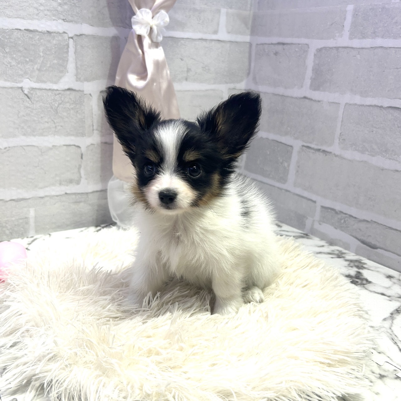 愛知県のパピヨン (犬の家＆猫の里岡崎店/2025年6月29日生まれ/女の子/トライカラー)の子犬の4枚目の画像