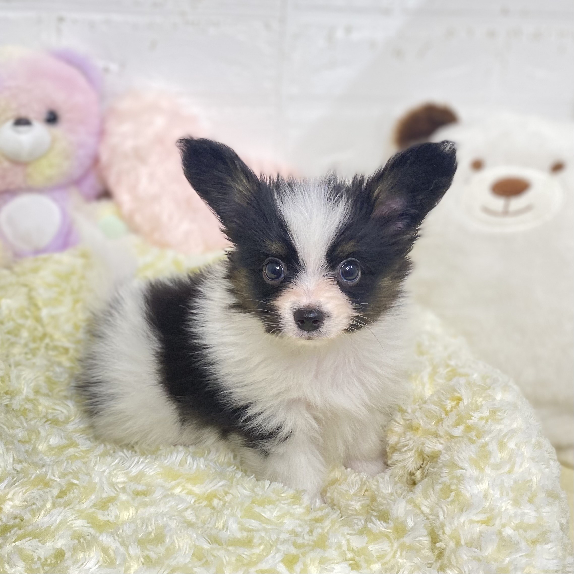 長野県のパピヨン (犬の家＆猫の里長野店/2025年6月29日生まれ/男の子/トライカラー)の子犬の1枚目の画像