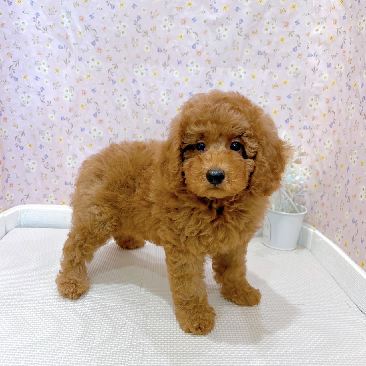 石川県のトイプードル(トイ) (犬の家＆猫の里金沢店/2025年6月30日生まれ/男の子/レッド)の子犬の4枚目の画像