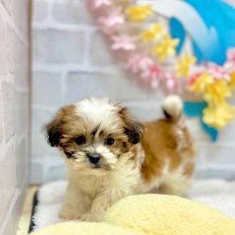 静岡県のマルズー/マルシーズ(マルチーズ×シーズー) (犬の家＆猫の里プレ葉ウォーク浜北店/2025年7月1日生まれ/男の子/ゴールドホワイト)の子犬の4枚目の画像