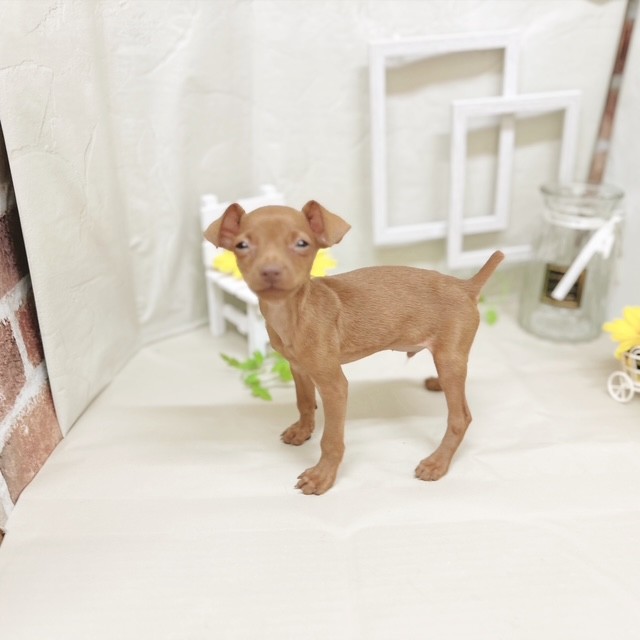 静岡県のミニチュアピンシャー (犬の家＆猫の里藤枝店/2025年7月1日生まれ/男の子/レッド)の子犬の4枚目の画像