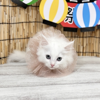 神奈川県のマンチカン (犬の家＆猫の里小田原店/2025年7月1日生まれ/男の子/ホワイト)の子猫の4枚目の画像