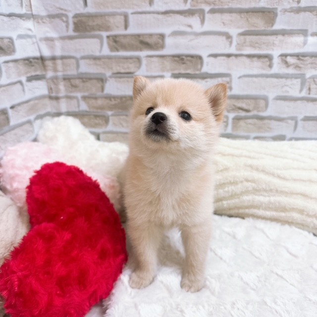 神奈川県のポメ柴/豆ポメ/ポメ豆柴(ポメラニアン×柴犬) (犬の家＆猫の里元住吉ブレーメン通り店/2025年6月29日生まれ/女の子/クリームホワイト)の子犬の4枚目の画像