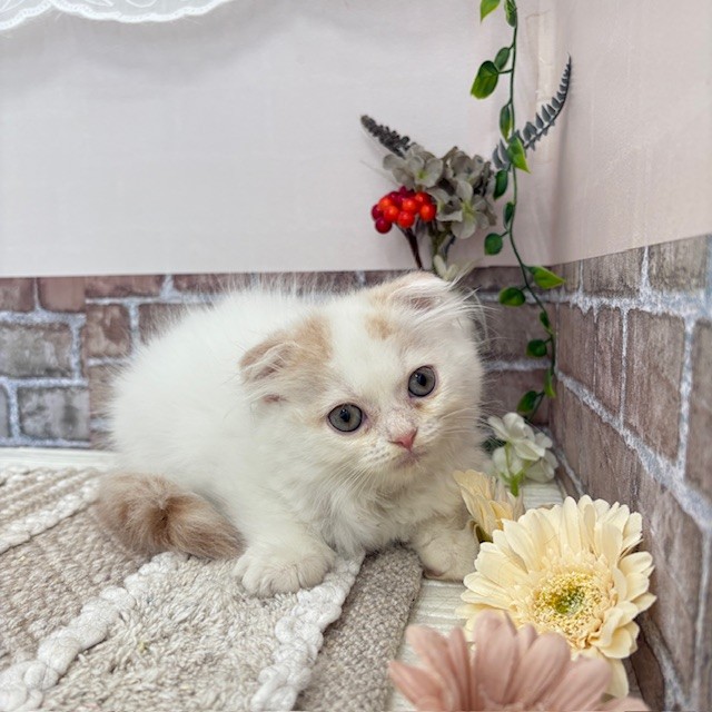 愛知県のスコティッシュフォールド (犬の家＆猫の里碧南店/2025年6月30日生まれ/男の子/クリームタビーホワイトバン)の子猫の4枚目の画像