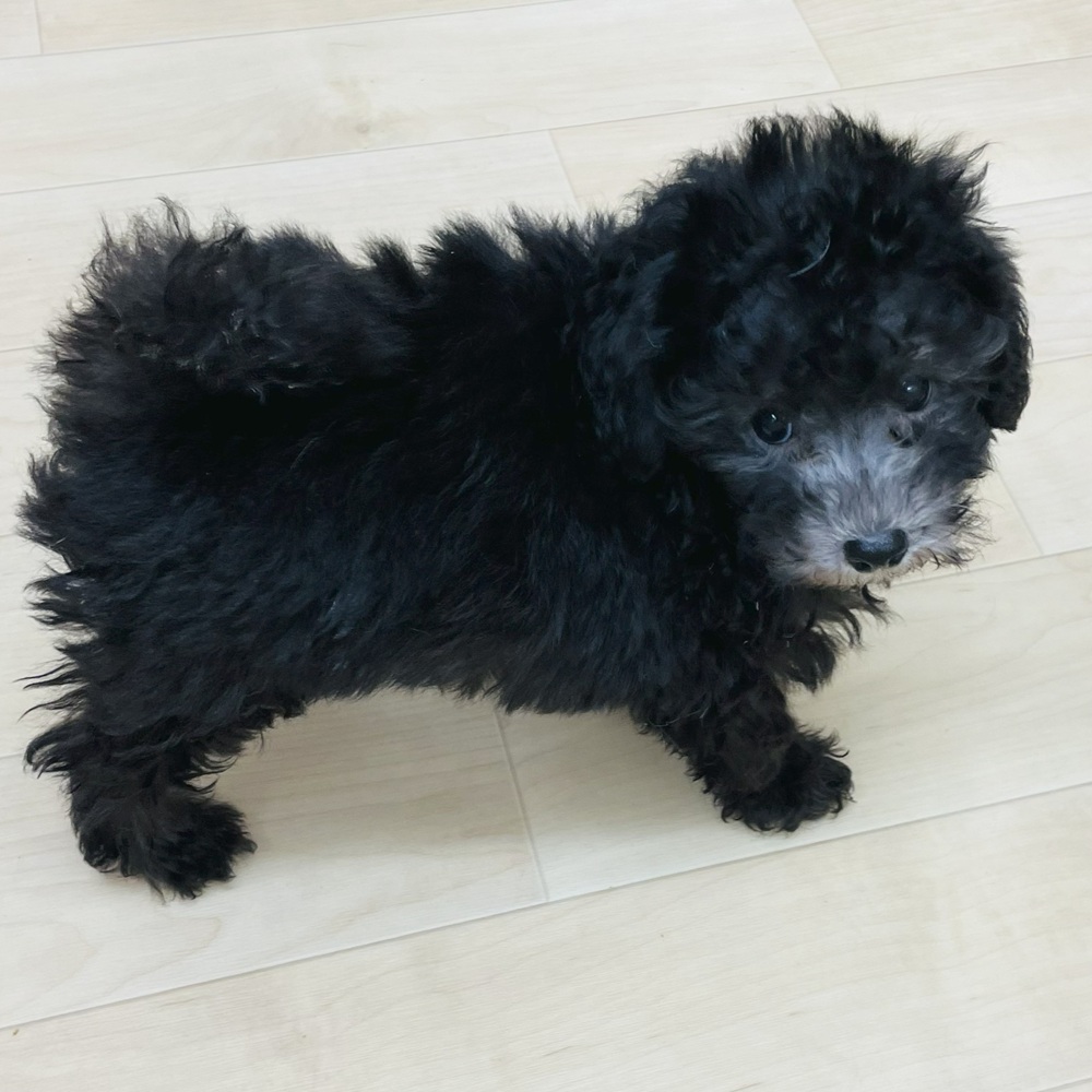 愛知県のトイプードル(トイ) (犬の家＆猫の里七宝店/2025年7月1日生まれ/男の子/シルバー)の子犬の4枚目の画像