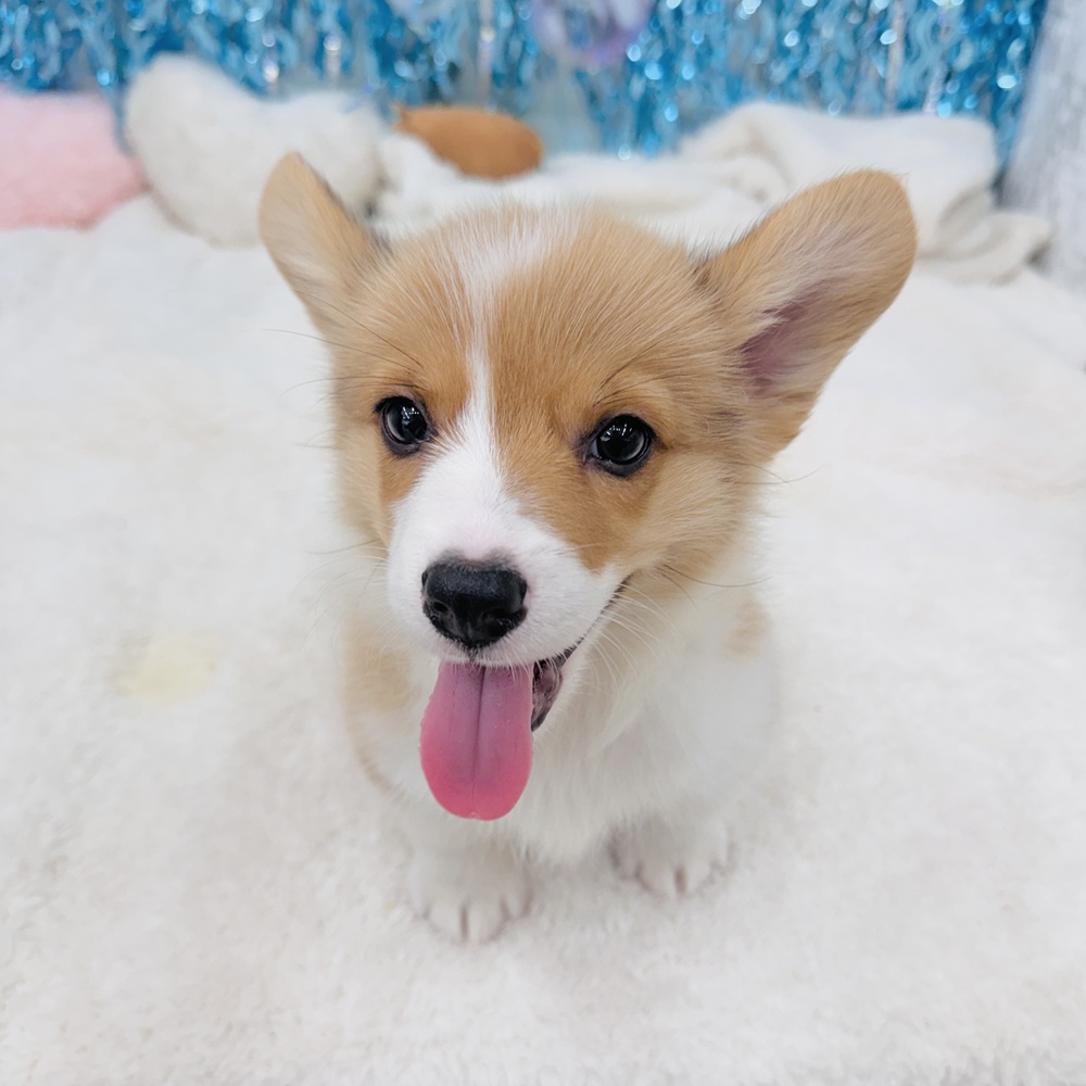 愛知県のウェルシュコーギーペンブローク (犬の家＆猫の里エアポートウォーク店/2025年7月1日生まれ/男の子/レッドホワイト)の子犬の4枚目の画像