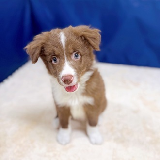 愛知県のボーダーコリー (犬の家＆猫の里一宮店/2025年6月29日生まれ/男の子/チョコレートホワイト)の子犬の4枚目の画像