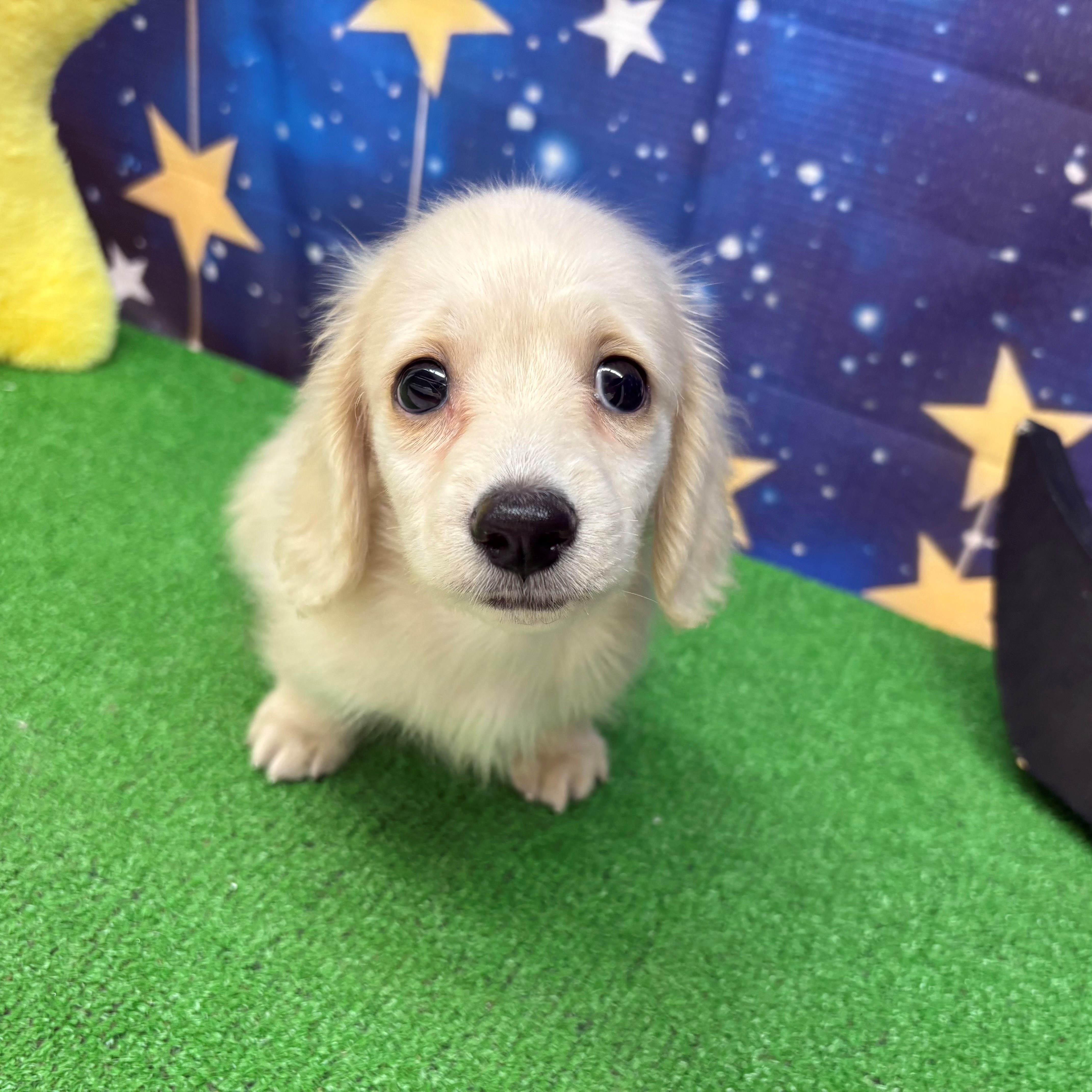 愛知県のミニチュアダックスフンド(ロング) (犬の家＆猫の里名古屋天白店/2025年6月30日生まれ/男の子/イエロー)の子犬の4枚目の画像