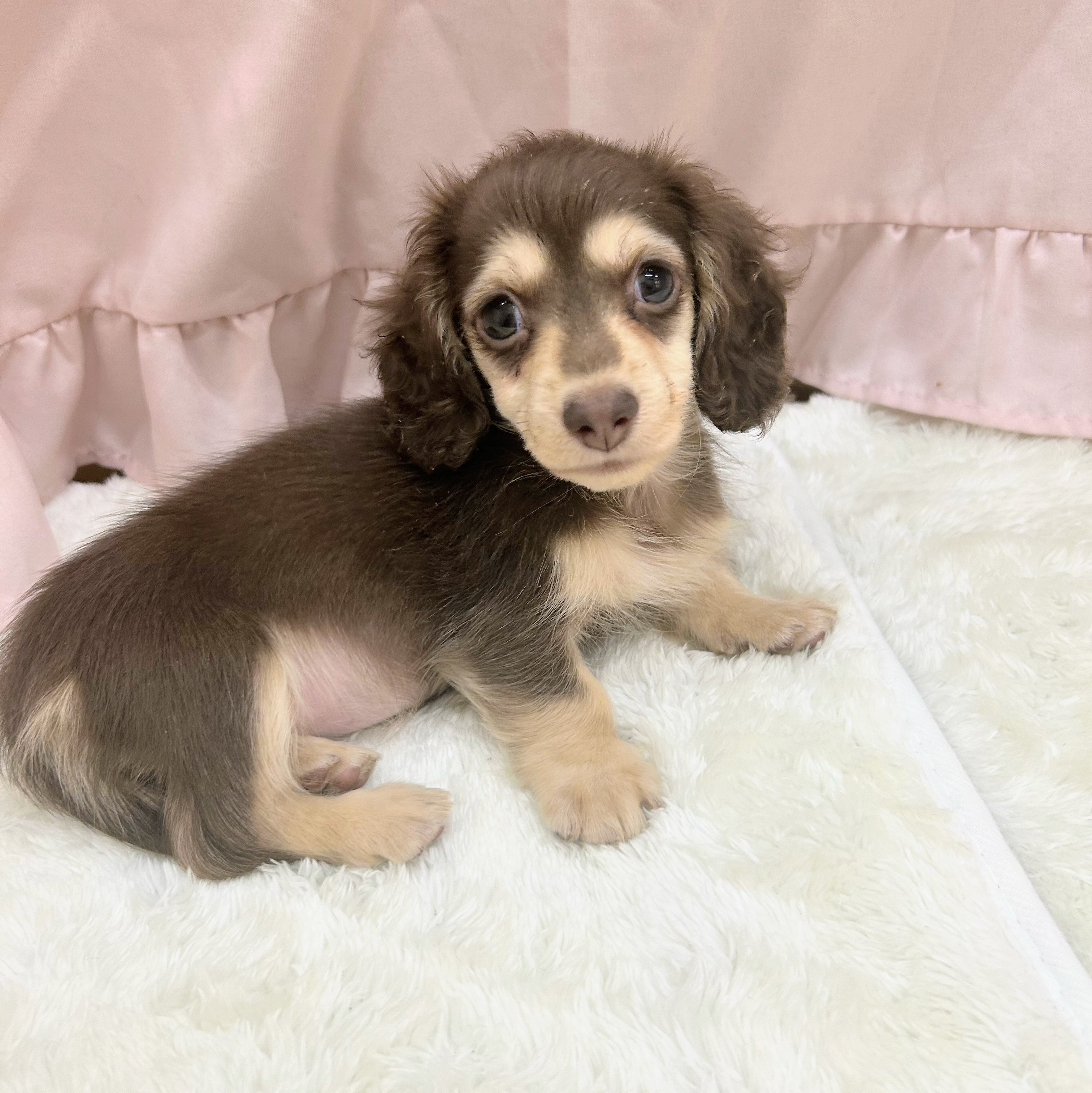 愛知県のミニチュアダックスフンド(ロング) (犬の家＆猫の里アミーゴ神の倉店/2025年6月30日生まれ/女の子/チョコレートイエロー)の子犬の4枚目の画像