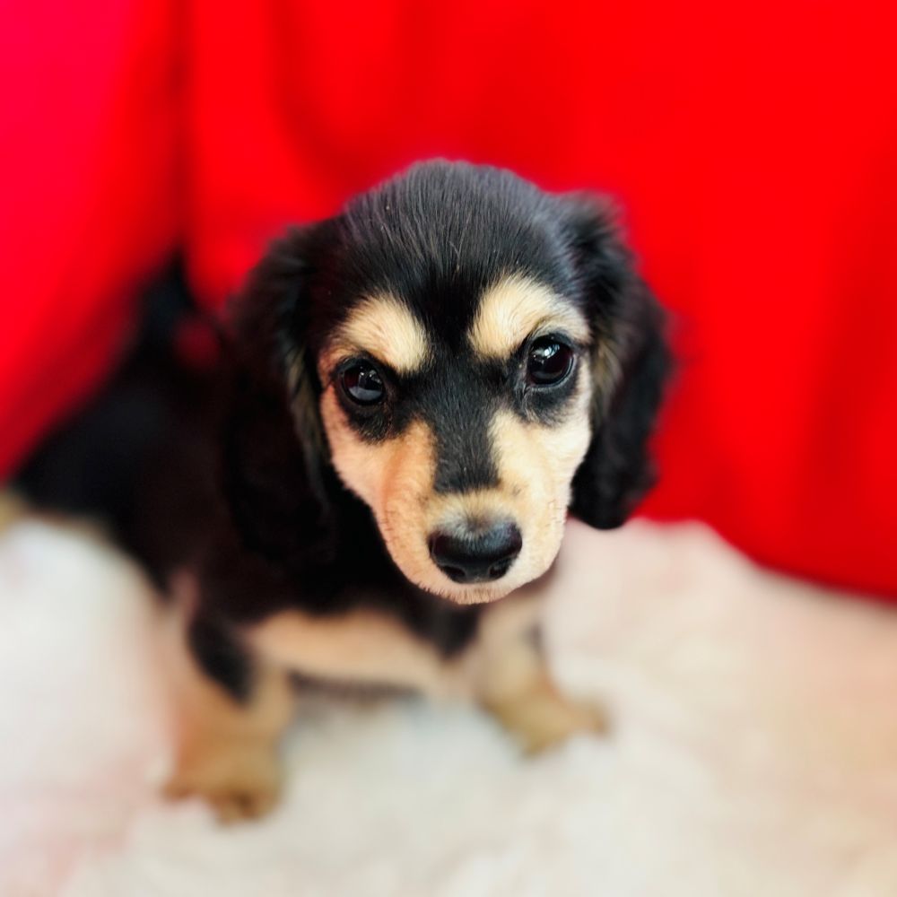 愛知県のミニチュアダックスフンド(ロング) (犬の家＆猫の里愛知刈谷店/2025年6月30日生まれ/女の子/ブラックイエロー)の子犬の4枚目の画像