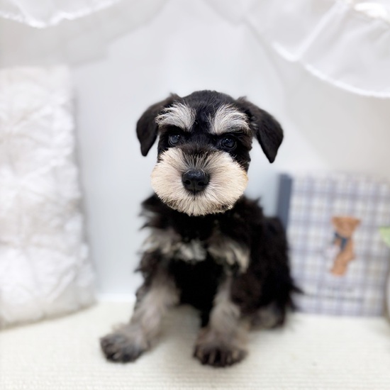 岐阜県のミニチュアシュナウザー (犬の家＆猫の里カラフルタウン岐阜店/2025年7月1日生まれ/男の子/ブラックシルバー)の子犬の4枚目の画像