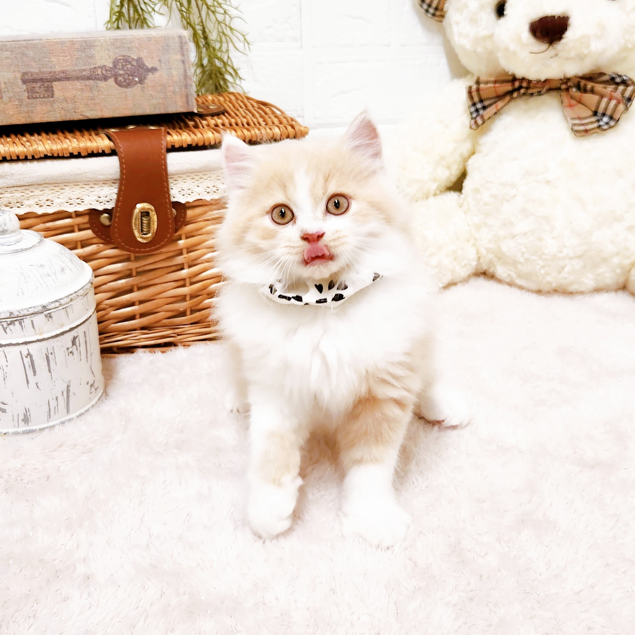 滋賀県のブリティッシュロングヘアー (犬の家＆猫の里近江八幡店/2025年6月28日生まれ/男の子/クリームホワイト)の子猫の4枚目の画像