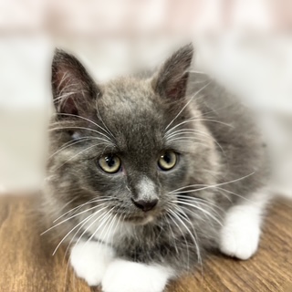 兵庫県のラガマフィン (犬の家＆猫の里カナート西神戸店/2025年6月27日生まれ/男の子/ブルーホワイト)の子猫の4枚目の画像