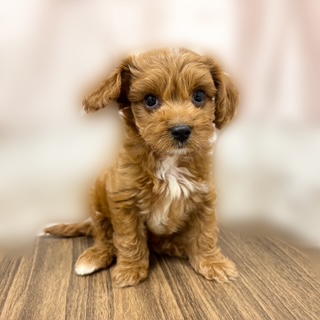 兵庫県のキャバプー(キャバリア×プードル) (犬の家＆猫の里カナート西神戸店/2025年6月28日生まれ/女の子/レッドホワイト)の子犬の1枚目の画像