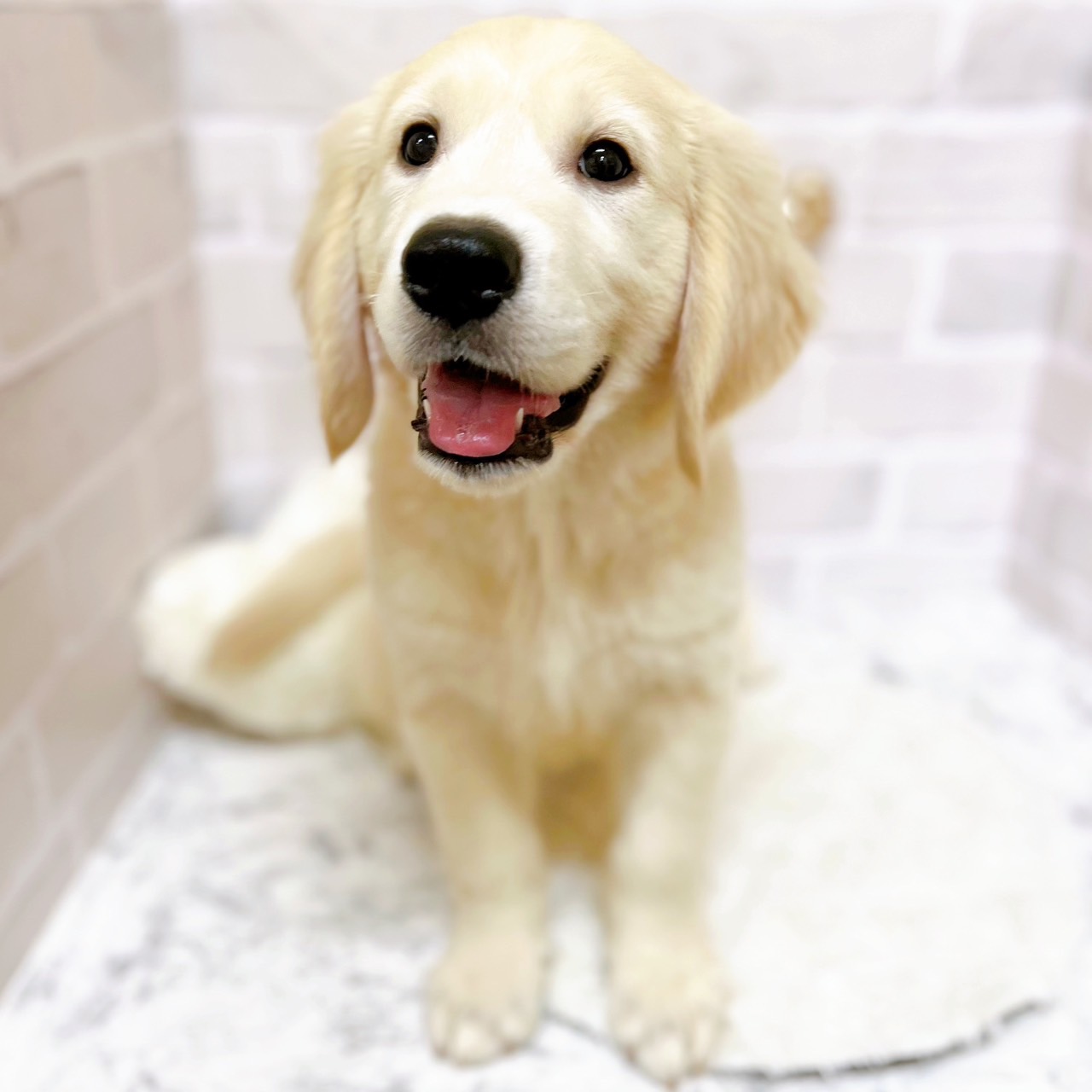 京都府のゴールデンレトリバー (犬の家＆猫の里京都精華店/2025年7月1日生まれ/男の子/クリーム)の子犬の1枚目の画像