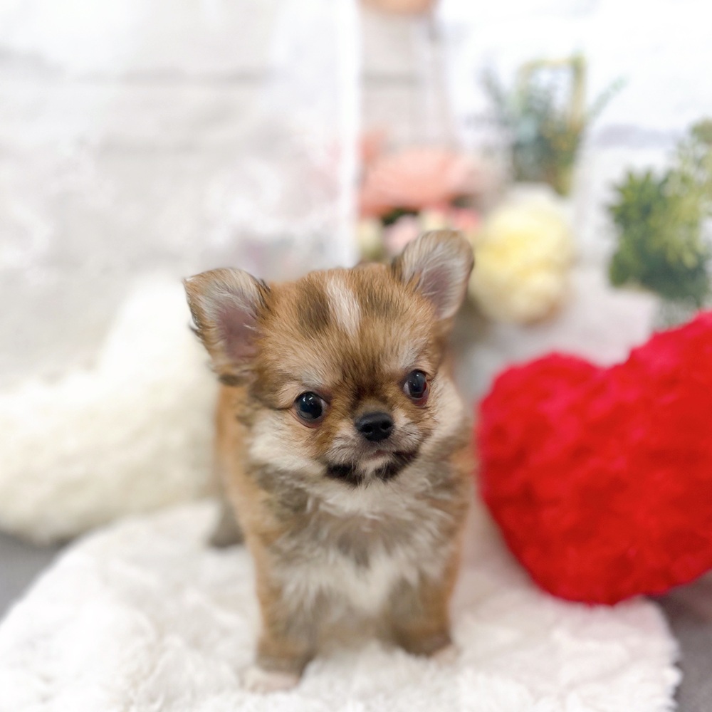 京都府のチワワ(ロング) (犬の家＆猫の里京都樟葉店/2025年6月29日生まれ/男の子/レッド)の子犬の4枚目の画像