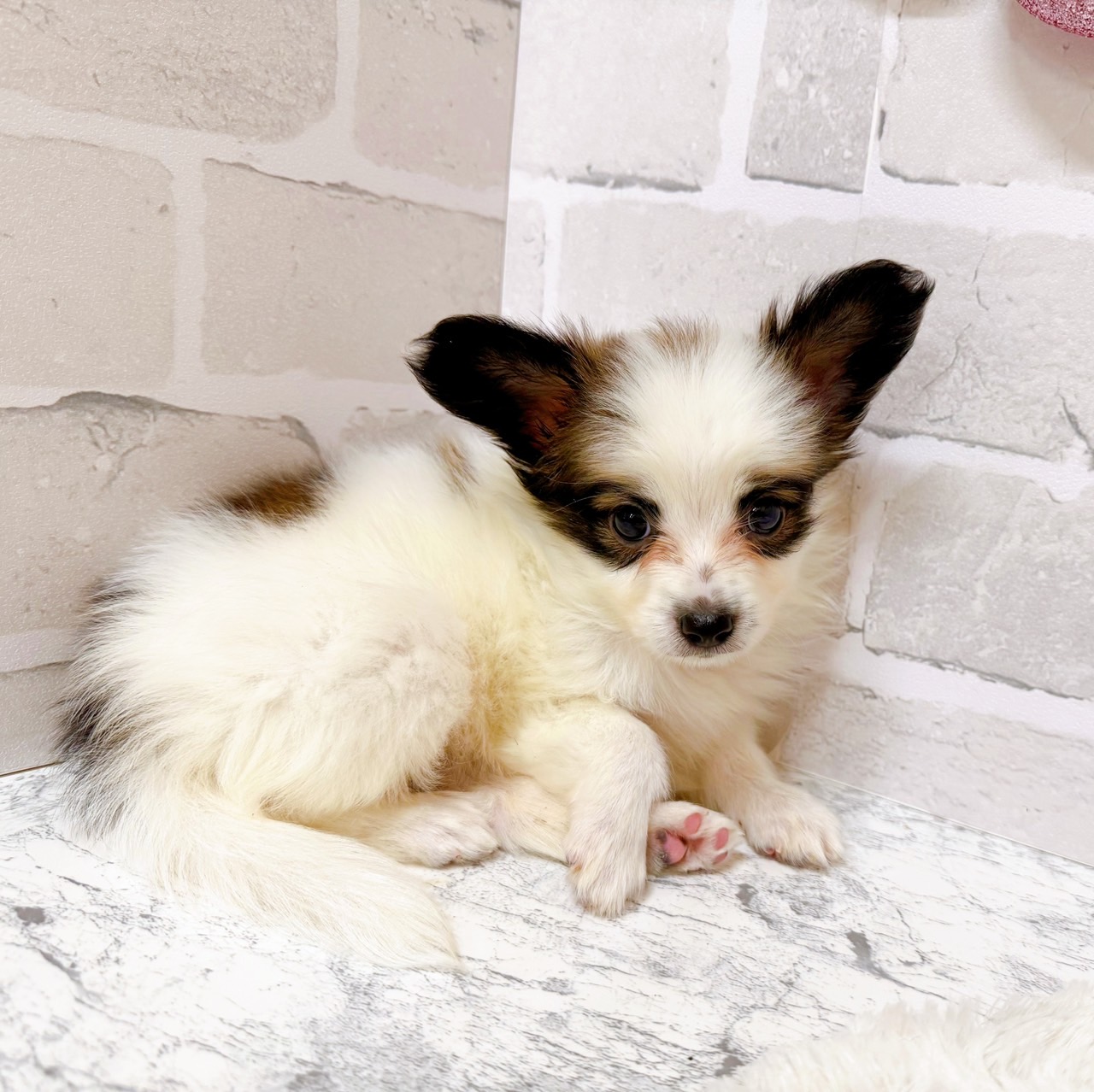 京都府のパピヨン (犬の家＆猫の里京都精華店/2025年6月30日生まれ/男の子/ホワイトブラウン)の子犬の4枚目の画像