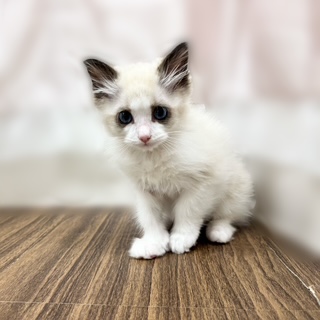 兵庫県のラグドール (犬の家＆猫の里カナート西神戸店/2025年7月3日生まれ/男の子/シールポイントバイカラー)の子猫の4枚目の画像