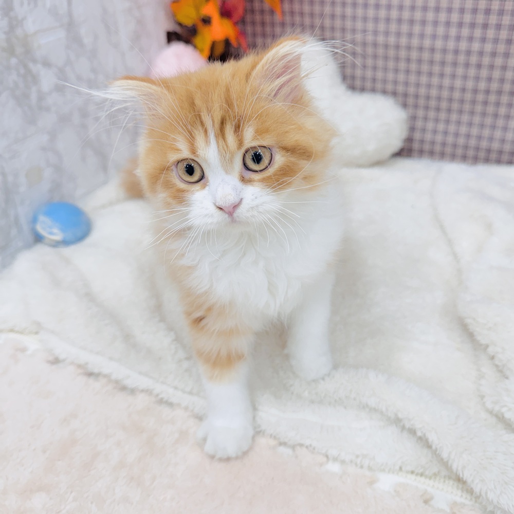 愛知県のスコティッシュフォールド (犬の家＆猫の里エアポートウォーク店/2025年7月3日生まれ/男の子/レッドタビーホワイト)の子猫の4枚目の画像