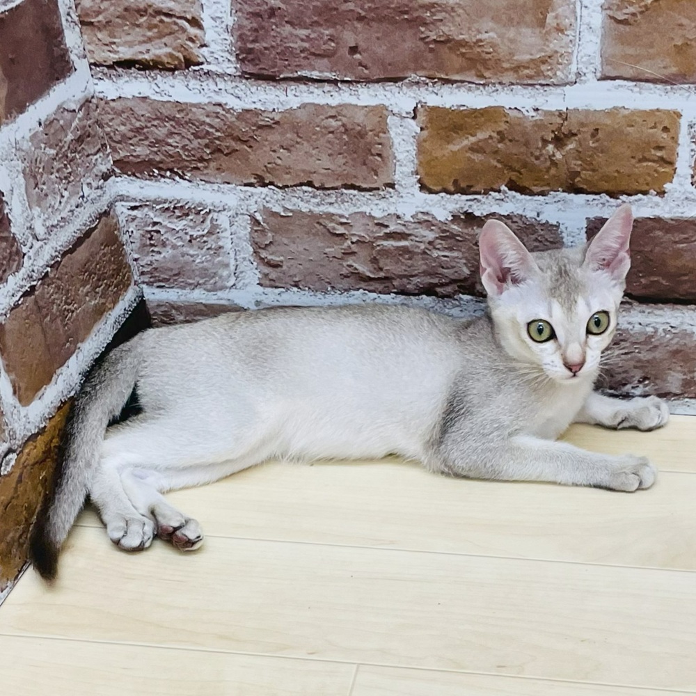 愛知県のシンガプーラ (犬の家＆猫の里七宝店/2025年6月13日生まれ/女の子/セピアアグーティ)の子猫の4枚目の画像