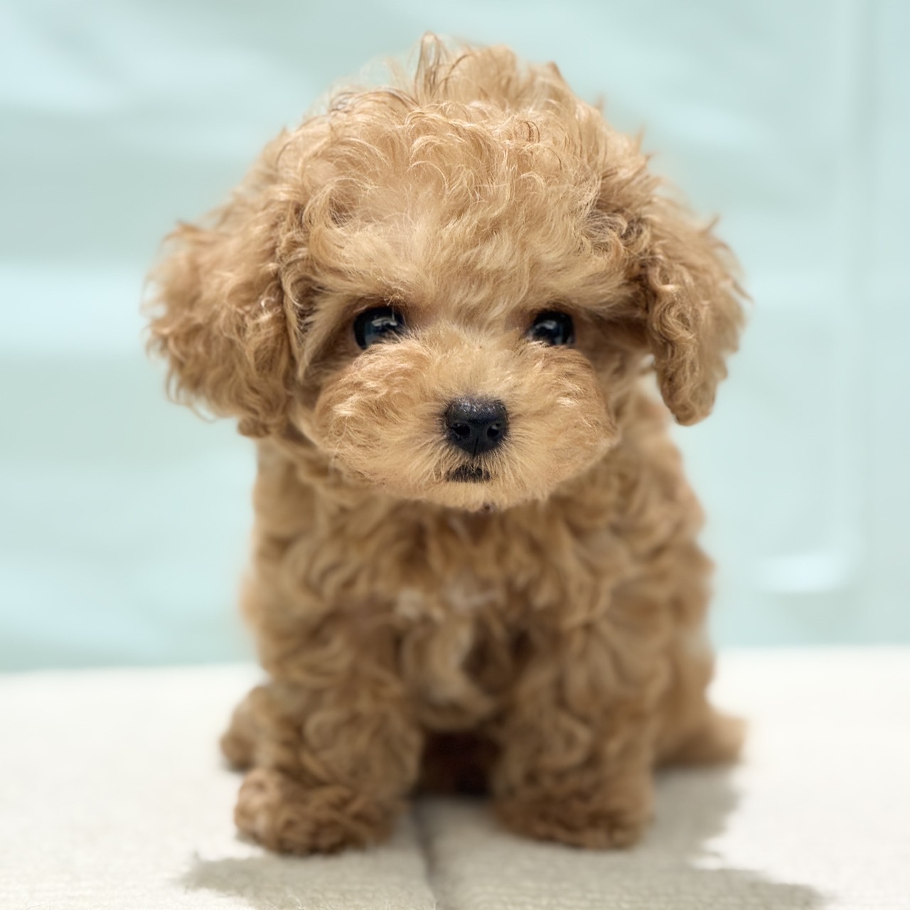 愛知県のティーカッププードル (犬の家＆猫の里春日井本店/2025年7月5日生まれ/男の子/アプリコット)の子犬の4枚目の画像