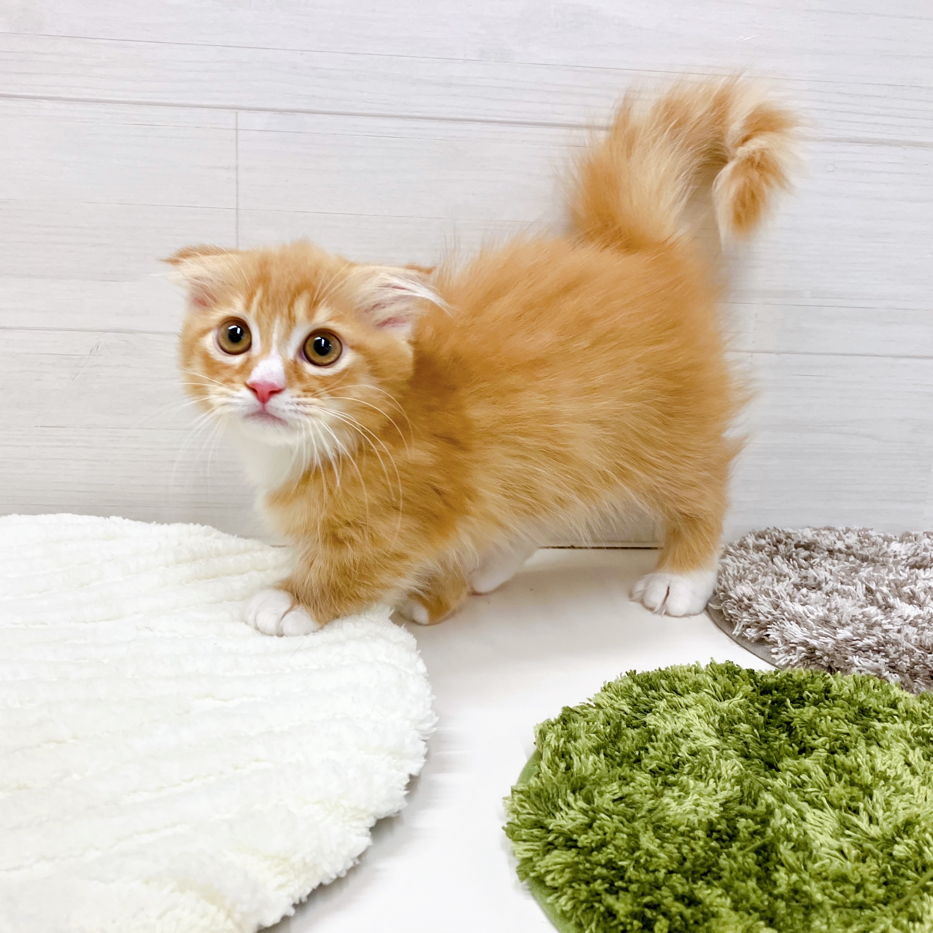 石川県のマンチカン (犬の家＆猫の里アミーゴ金沢おこばた店/2025年7月3日生まれ/男の子/レッドタビーホワイト)の子猫の4枚目の画像