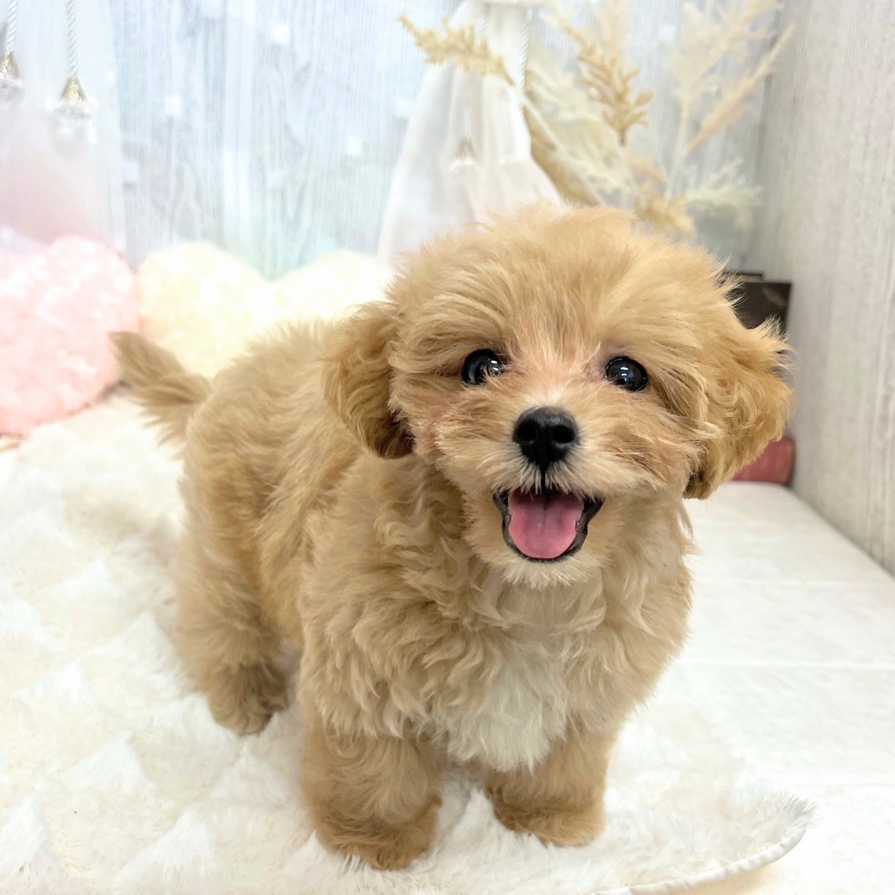 神奈川県のマルプー(マルチーズ×プードル) (犬の家＆猫の里相模原店/2025年7月2日生まれ/女の子/アプリコットホワイト)の子犬の4枚目の画像