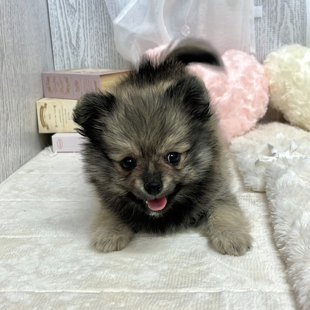神奈川県のポメチワ/チワポメ/ポメチー(ポメラニアン×チワワ) (犬の家＆猫の里相模原店/2025年7月6日生まれ/女の子/ウルフセーブル)の子犬の4枚目の画像