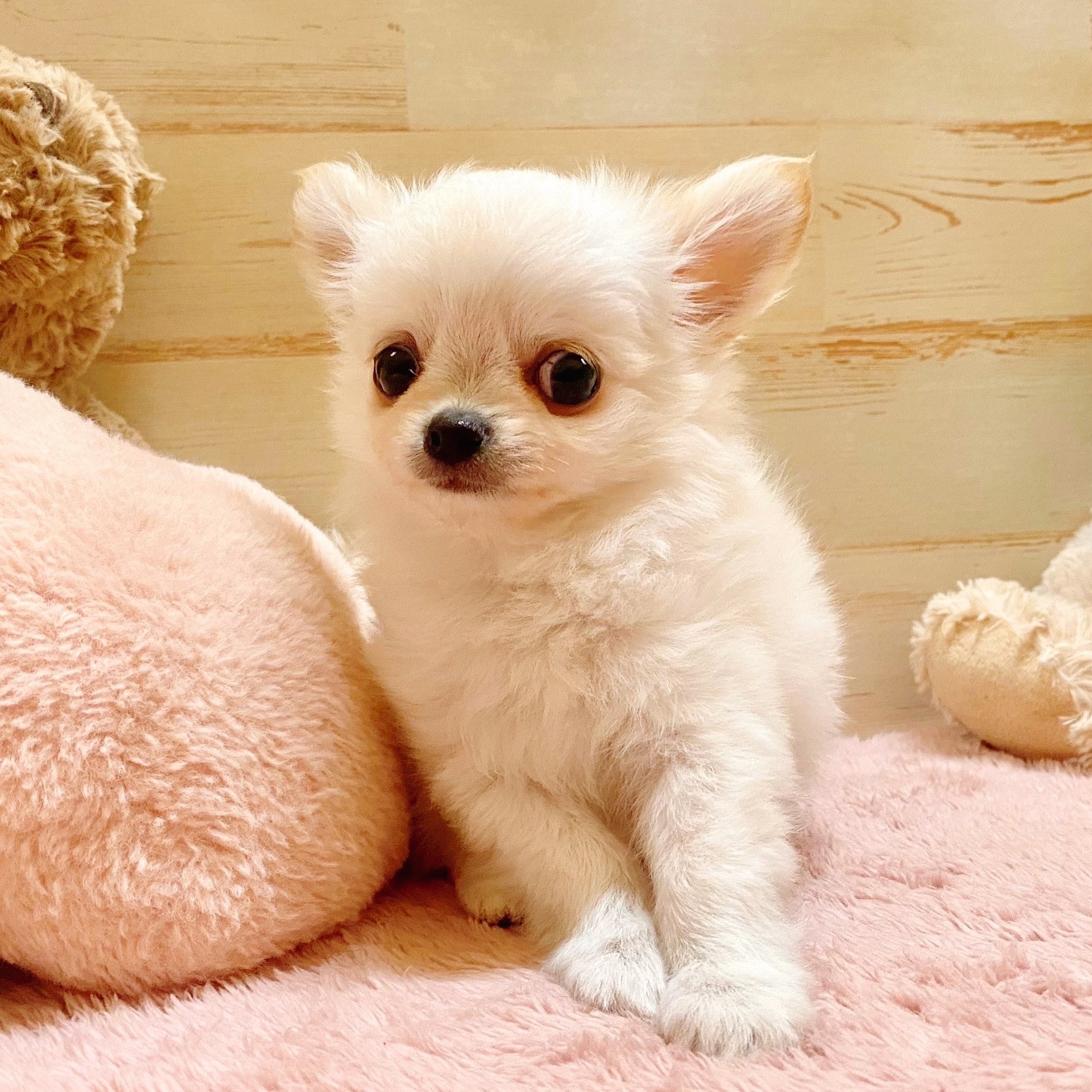 兵庫県のチワワ(ロング) (犬の家＆猫の里神戸店/2025年7月5日生まれ/男の子/クリームホワイト)の子犬の4枚目の画像