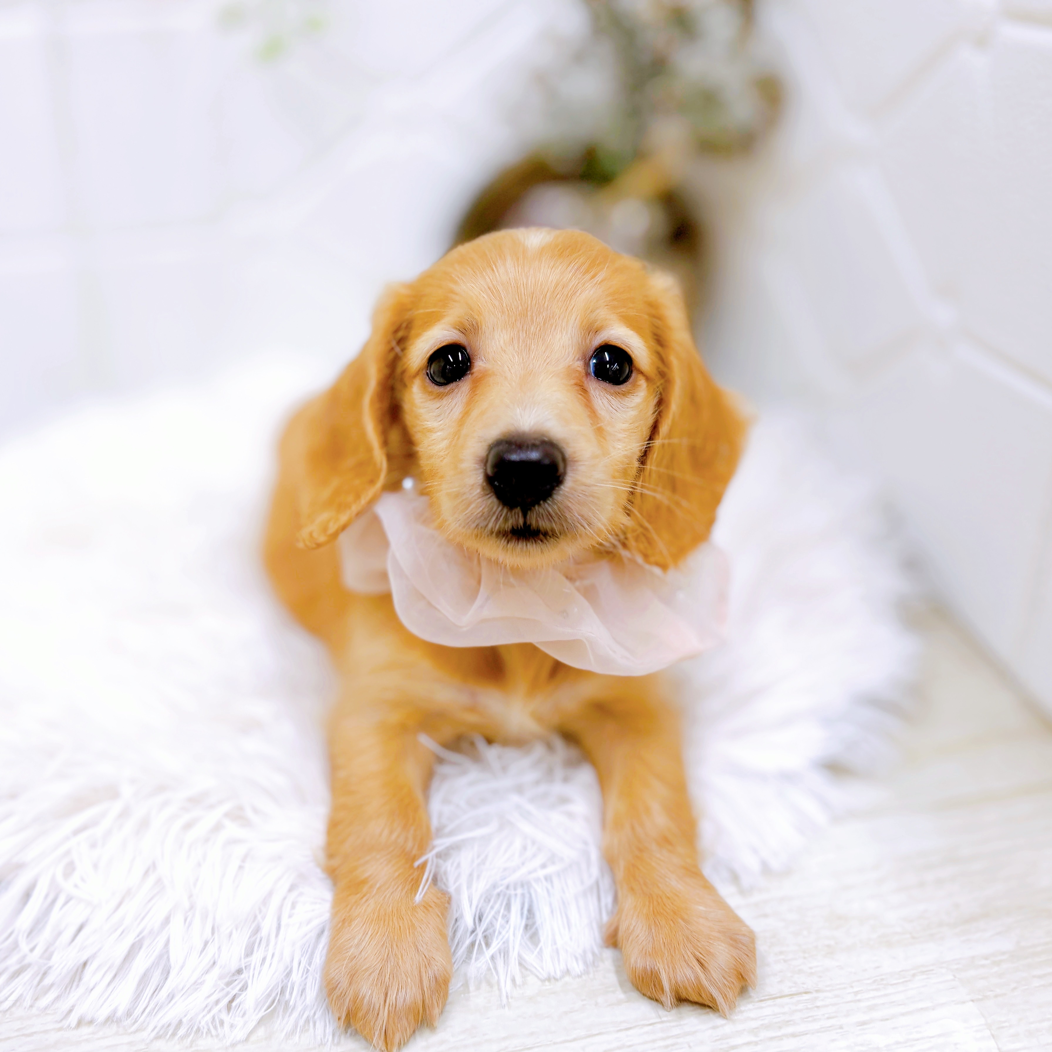福井県のミニチュアダックスフンド(ロング) (犬の家＆猫の里アミーゴ福井店/2025年7月6日生まれ/女の子/ゴールド)の子犬の4枚目の画像