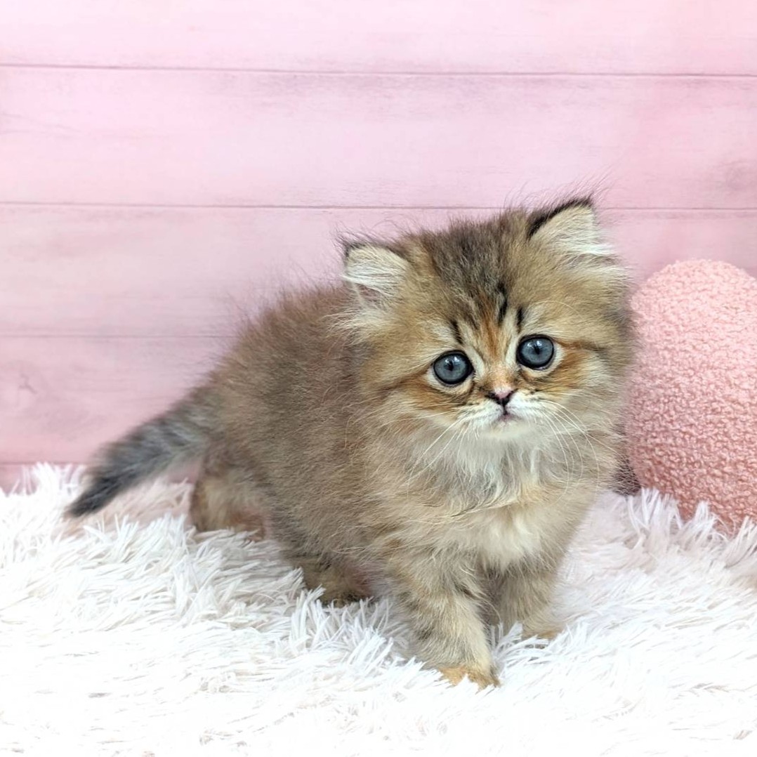 兵庫県のエキゾチック (犬の家＆猫の里川西店/2025年7月3日生まれ/女の子/ブラウンパッチドタビー)の子猫の4枚目の画像