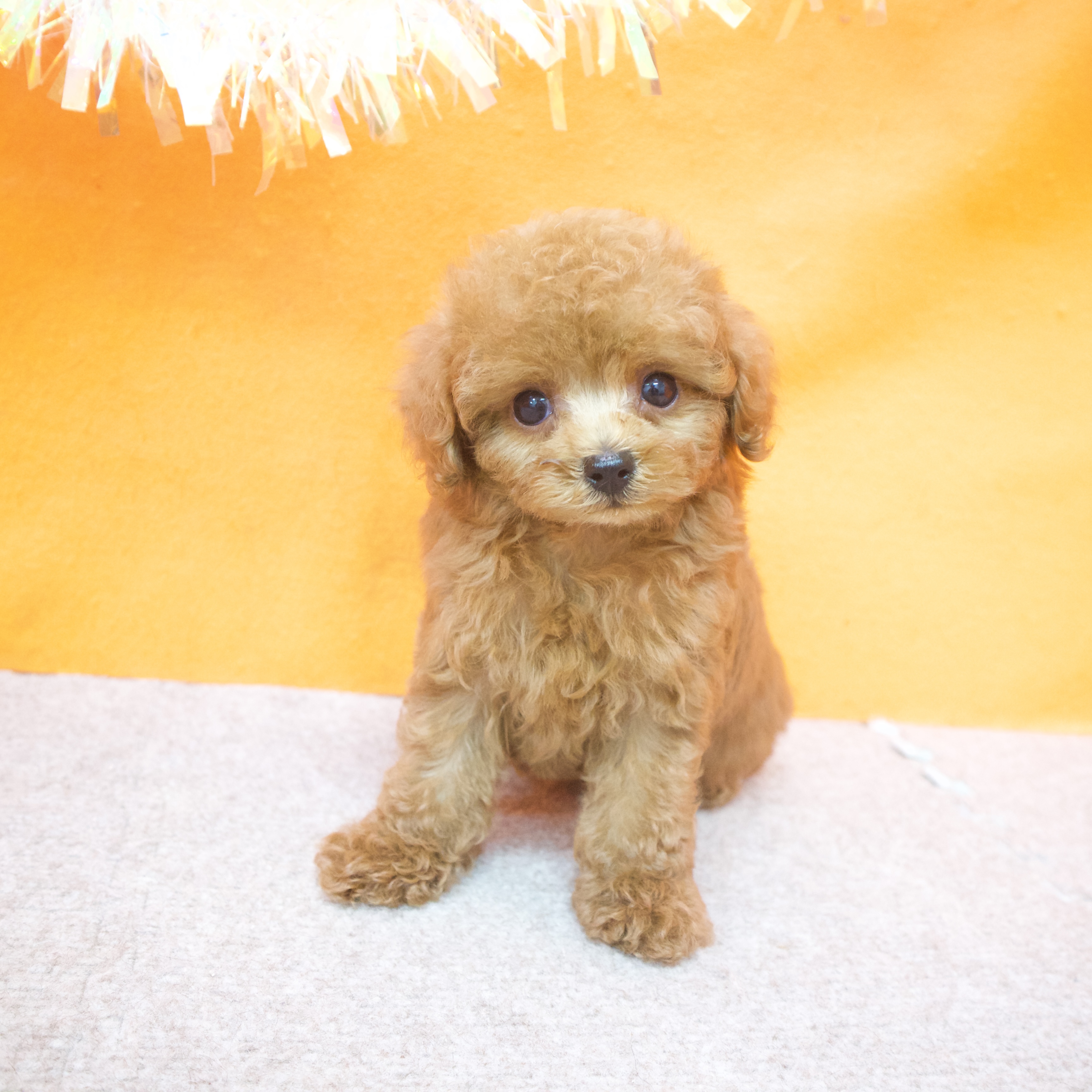 大阪府のタイニープードル (犬の家＆猫の里吹田店/2025年7月3日生まれ/男の子/レッド)の子犬の4枚目の画像