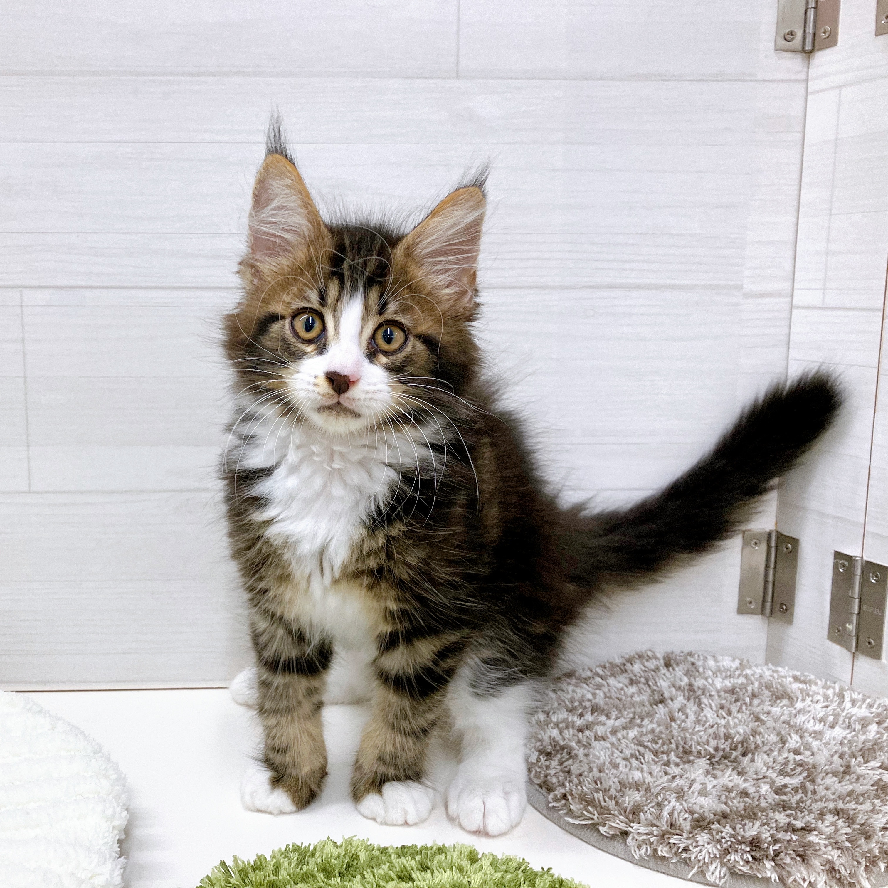 石川県のメインクーン (犬の家＆猫の里アミーゴ金沢おこばた店/2025年7月2日生まれ/男の子/ブラウンタビーホワイト)の子猫の4枚目の画像
