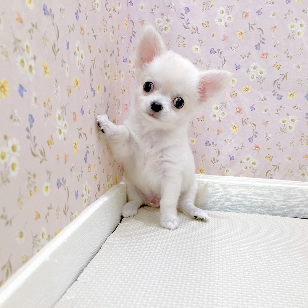 石川県のチワワ(ロング) (犬の家＆猫の里金沢店/2025年7月3日生まれ/男の子/クリーム)の子犬の4枚目の画像
