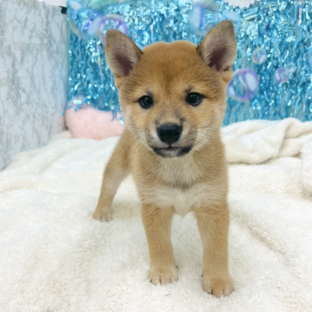 愛知県の豆柴 (犬の家＆猫の里エアポートウォーク店/2025年7月4日生まれ/女の子/赤)の子犬の4枚目の画像