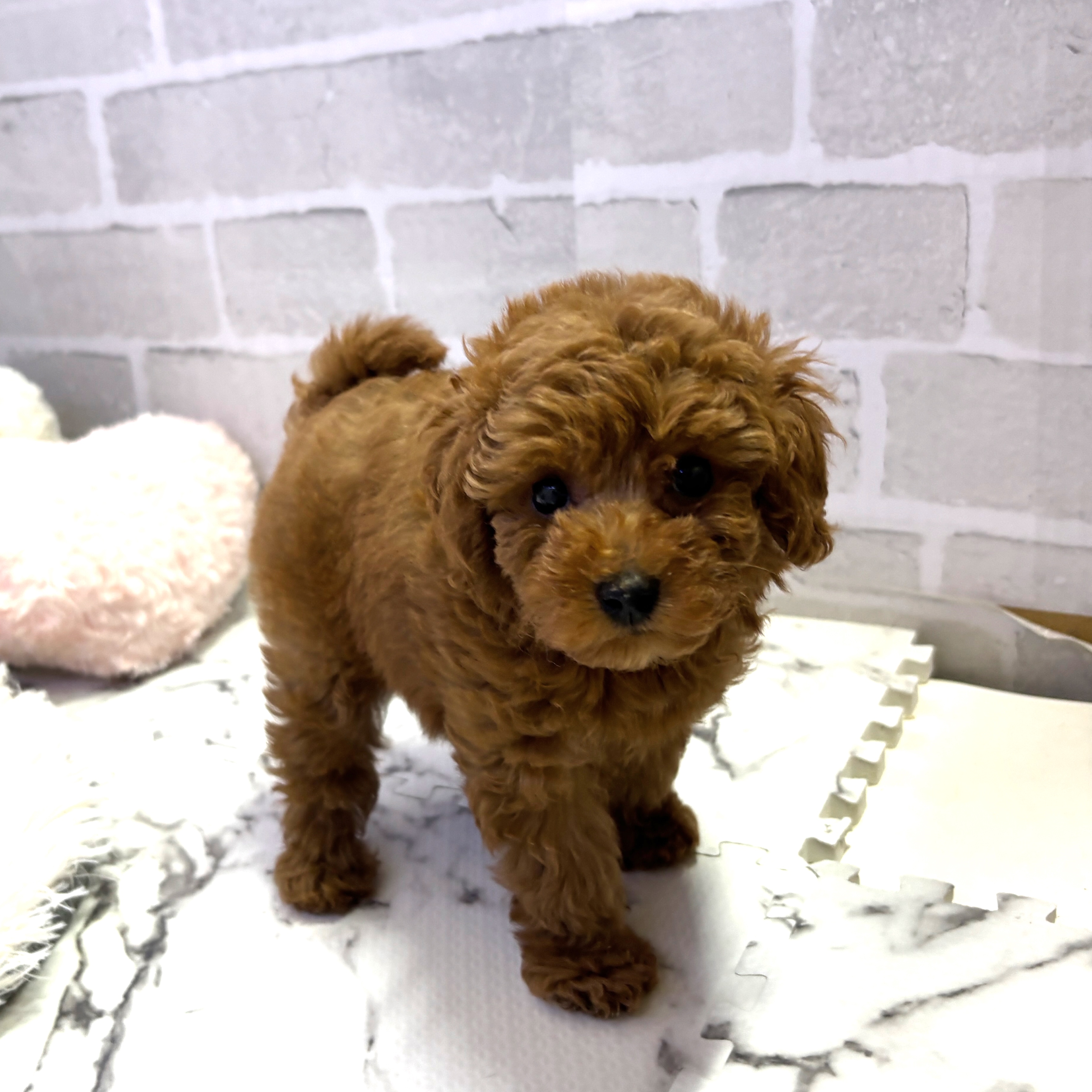 愛知県のタイニープードル (犬の家＆猫の里岡崎店/2025年7月4日生まれ/女の子/レッド)の子犬の4枚目の画像