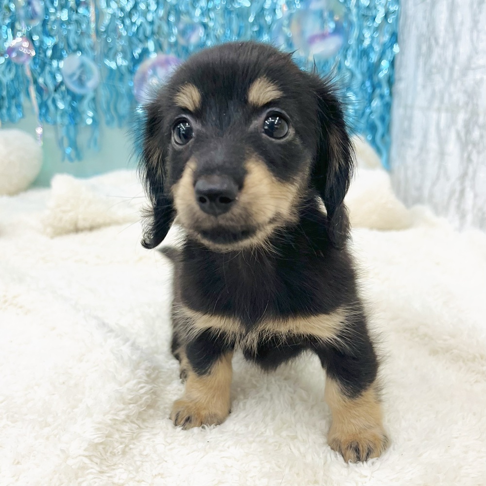 愛知県のミニチュアダックスフンド(ロング) (犬の家＆猫の里エアポートウォーク店/2025年7月5日生まれ/女の子/ブラックイエロー)の子犬の4枚目の画像
