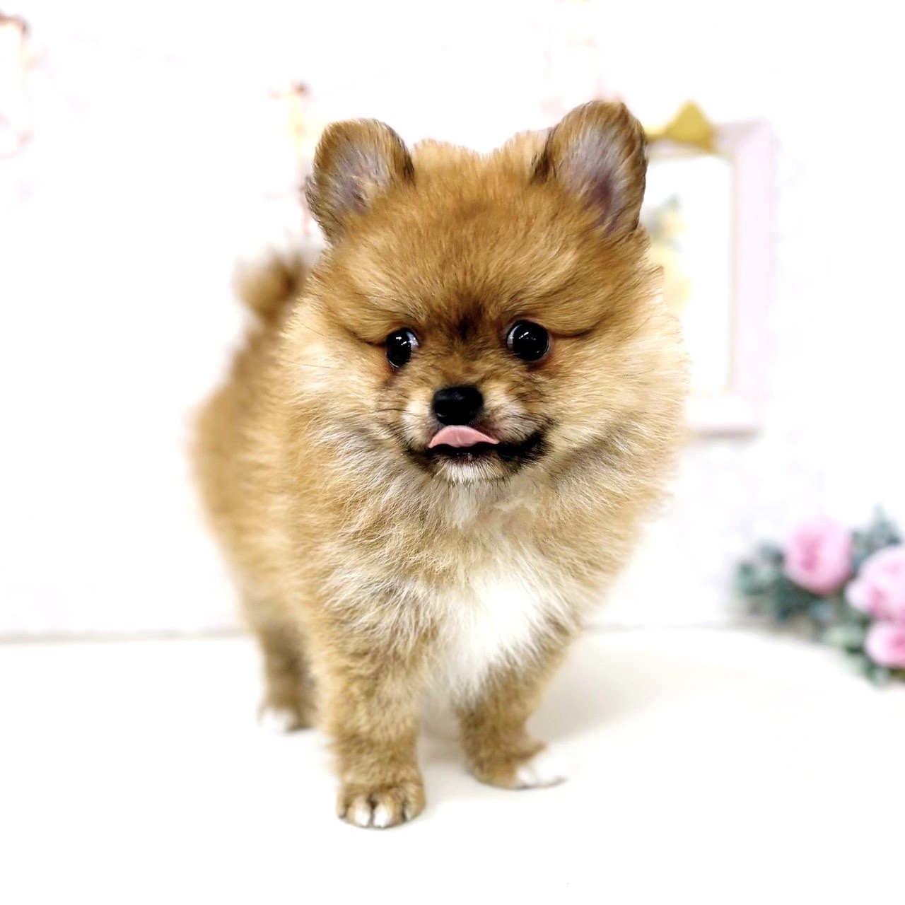 富山県のポメチワ/チワポメ/ポメチー(ポメラニアン×チワワ) (犬の家＆猫の里アミーゴ高岡蓮花寺店/2025年7月4日生まれ/男の子/オレンジ)の子犬の4枚目の画像