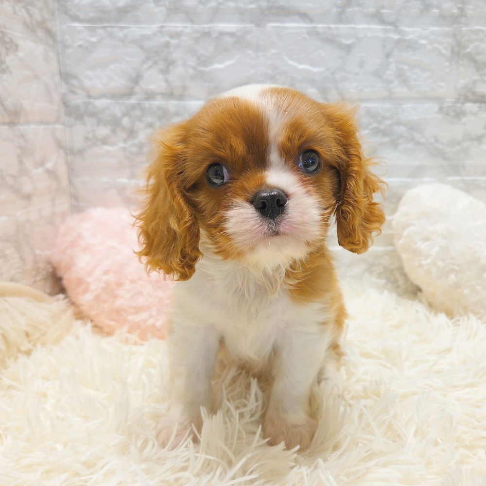 愛知県のキャバリアキングチャールズスパニエル (犬の家＆猫の里MiO香久山店/2025年7月5日生まれ/男の子/ブレンハイム)の子犬の4枚目の画像