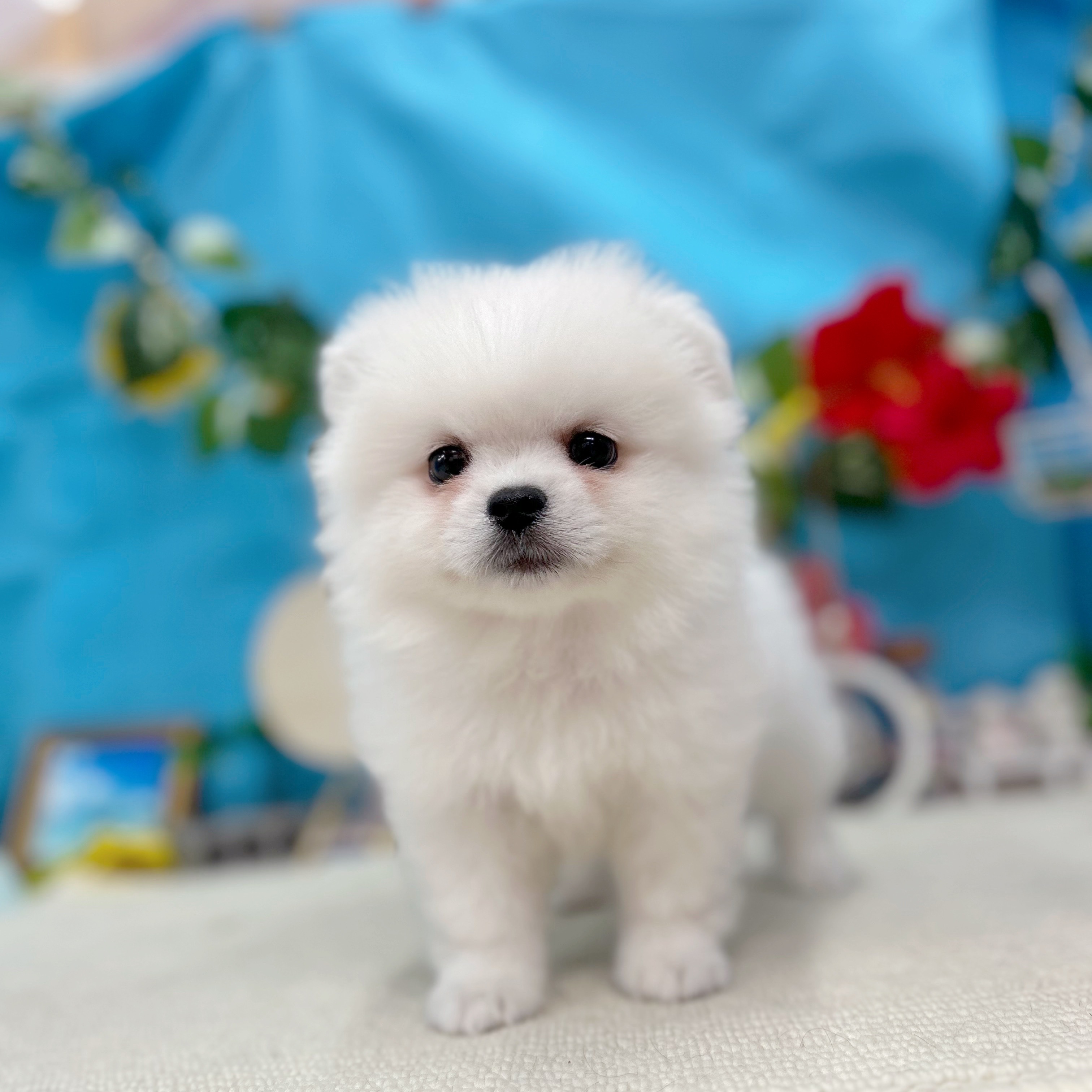 岐阜県のペキポメ/ポメペキ(ペキニーズ×ポメラニアン) (犬の家＆猫の里岐南店/2025年7月5日生まれ/男の子/ホワイト)の子犬の4枚目の画像