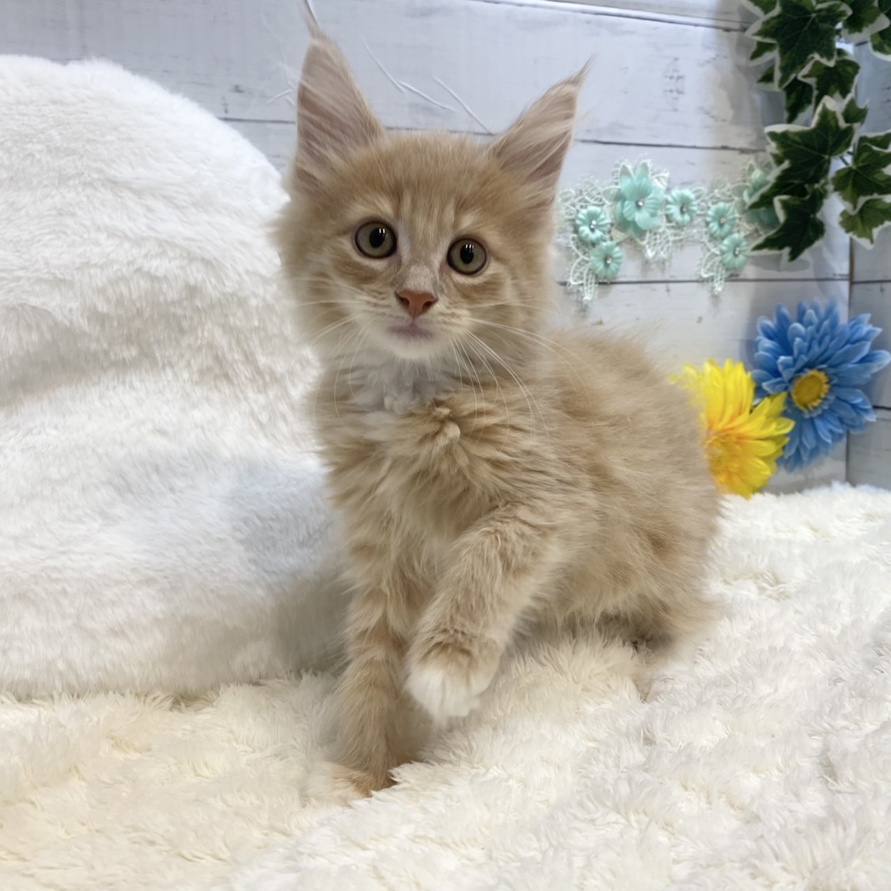 長野県のノルウェージャンフォレストキャット (犬の家＆猫の里カインズ梓川店/2025年7月8日生まれ/女の子/クリームタビー)の子猫の4枚目の画像