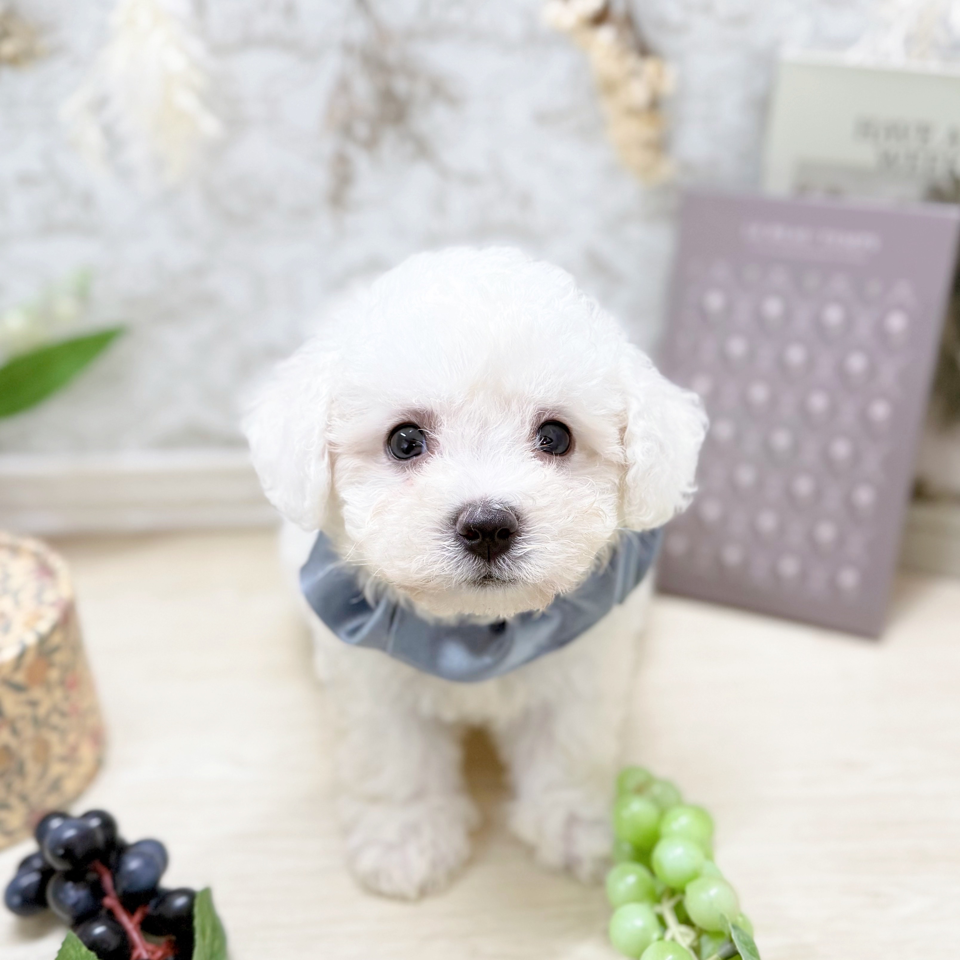 福井県のビションフリーゼ (犬の家＆猫の里アミーゴ福井大和田店/2025年7月6日生まれ/男の子/ホワイト)の子犬の1枚目の画像