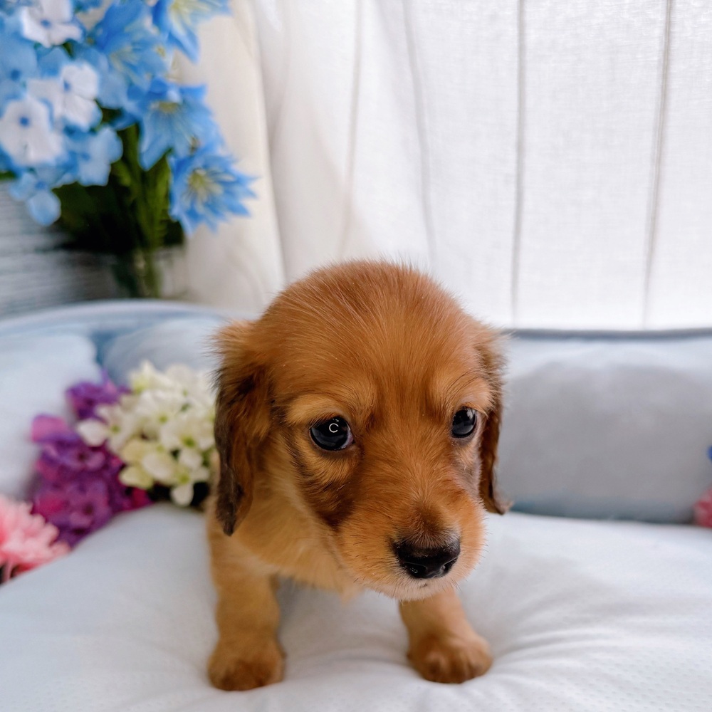長野県のカニンヘンダックスフンド(ロング) (犬の家＆猫の里塩尻店/2025年7月8日生まれ/男の子/レッド)の子犬の4枚目の画像